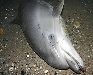 18 delfini morti pe litoralul romanesc