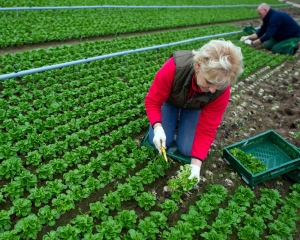 93% dintre agricultori lucreaza pe cont propriu