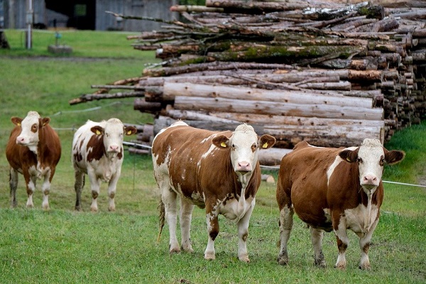 Pentru a ne mai putea permite sa facem agricultura, aceasta ar trebui sa devina sustenabila si regenerativa