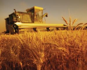 Balanta agriculturii: Productie buna, preturi mici. Fermierii pierd