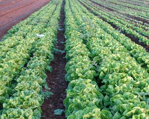 AGROSTAR sustine reducerea TVA la alimente la 5%
