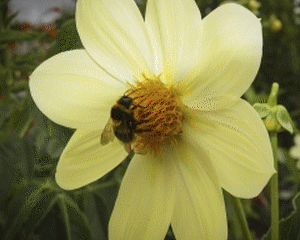Romania trebuie sa investeasca doua milioane de dolari pentru a gazdui un congres de apicultura