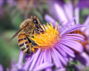 Albinele simt "bazaitul" minelor antipersonal si antitanc
