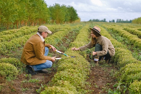 O banca din Romania acorda credite fermierilor preocupati de agricultura sustenabila