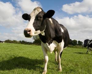 Romania este recunoscuta ca tara oficial libera de bruceloza bovina