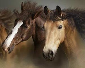 ANALIZA: Statul a renuntat la sectorul zootehnic, dar creste 2 cai in Dambovita