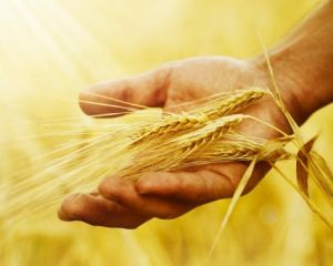 De la 1 martie, APIA vizeaza carnetele de rentier agricol
