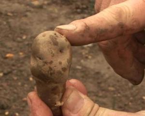MADR face precizari cu privire la "cartofii toxici de pe piata din Romania"