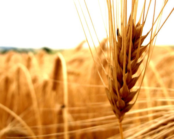 Bloomberg: Decizia Romaniei de a bloca exporturile de cereale creste temerile privind aprovizionarea cu alimente la nivel global