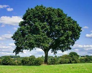 De la aparitia omului, Terra a ramas fara 46% din copaci. Mai sunt 3,04 trilioane