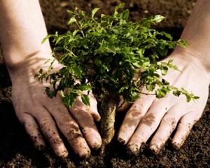 Fundatia UPS vrea sa planteze un milion de copaci in intreaga lume