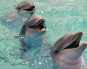 Delfinii "se striga fiecare pe nume"