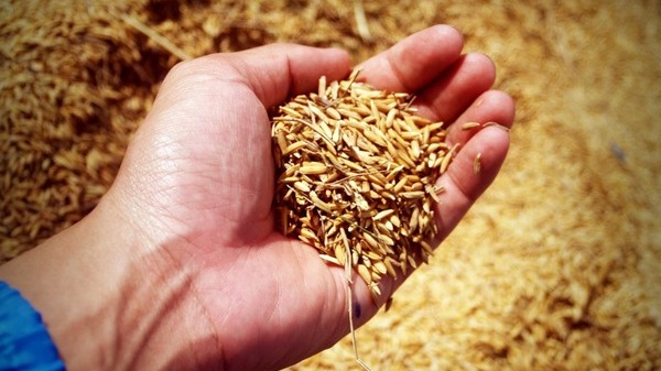 ROCA devine actionar la RDF Arad, unul dintre principalii traderi de cereale din Romania
