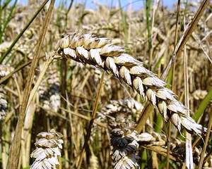 Fost ministru al Agriculturii: Cei care gestioneaza productia sunt vinovati de lipsa de rentabilitate