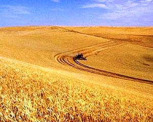 Europarlamentar despre agricultura romaneasca: Cumparam scump si vindem ieftin