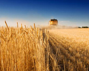 In 2013, productia agricola a Romaniei a valorat 78,46 miliarde de lei