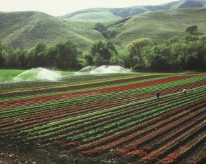 Irigarea culturilor agricole. AFIR a publicat Ghidul Solicitantului pentru submasura 4.3