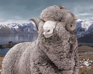 Ministerul Agriculturii plateste 1 leu pe kilogramul de lana