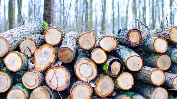 Inca 35 de companii de pe piata lemnului sunt in vizorul Consiliului Concurentei