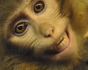 Iranul sustine ca a trimis a doua maimuta in spatiu