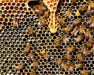Miere Manuka si laptisor de matca - cele mai apreciate produse apicole