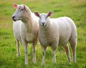 APIA a platit subventiile pentru ovine si caprine