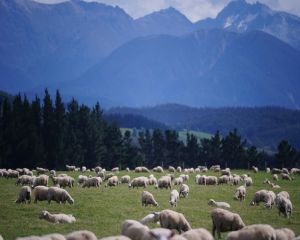 Modele agricole sustenabile pentru zona montana a Romaniei