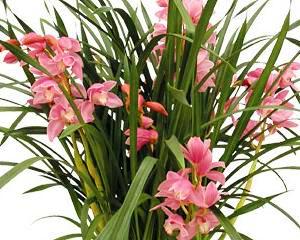 Orhideea, floarea preferata a romanilor in timpul Craciunului