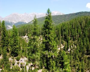Romsilva: Vom aplica masuri care vizeaza prima impadurire a terenurilor degradate