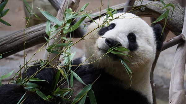 Se prelungeste programul la Gradina Zoologica Bucuresti