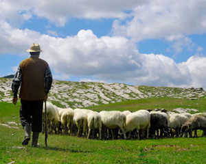 Ciobanas cu 300 de oi, vrei sa cumperi titluri de stat sau actiuni de la noi?