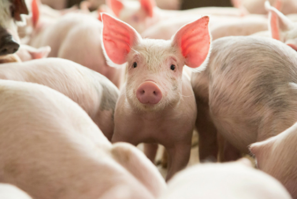 Pesta porcina africana, confirmata in opt judete din Romania. Care sunt simptomele virusului