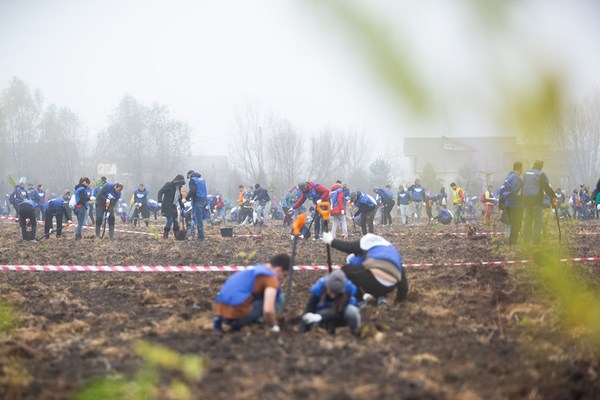 Romania nu inseamna numai defrisari. 71.000 de copaci au fost plantati numai in aceasta toamna