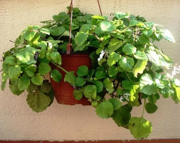 Planta BANILOR: ce floare trebuie sa ai in casa si unde o asezi, ca sa ai mereu BANI si PROSPERITATE in familie