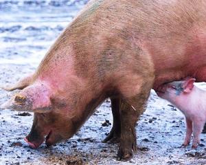 Cand expira termenul la cererile de plata pentru o masura privind bunastarea porcinelor