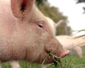 MADR: ATS (Elvetia) a confundat pesta porcina africana cu pesta porcina
