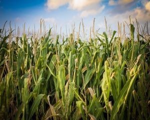 Daniel Botanoiu: Balanta comerciala a produselor agroalimentare este pozitiva