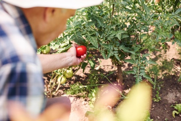 O mare companie din retail anunta mutarea anului in agricultura romaneasca