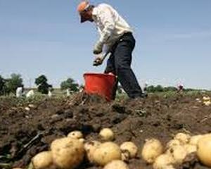 Producatorii de cartofi primesc bani pentru recoltele distruse din 2012