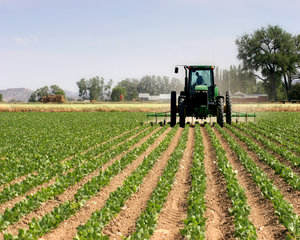 Guvernul a modificat normele privind plata subventiilor in agricultura