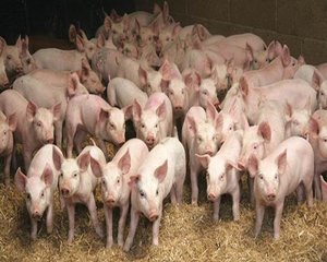 Ministrul Agriculturii: Programul de sprijin pentru carnea de porc va fi implementat "cat de curand"