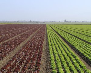 Proprietarii de terenuri au vandut peste 54.000 de loturi agricole, de la inceputul anului. Vezi topul judetelor cu cele mai multe tranzactii