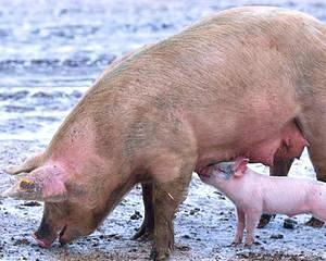 Rusia a anuntat ca va bloca importurile de carne de porc din Uniunea Europeana