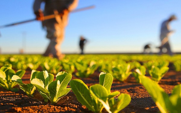 Salariul net in sectorul agricol se ridica la 3.000 de lei. Guvernul spune ca vrea sa aduca Diaspora acasa