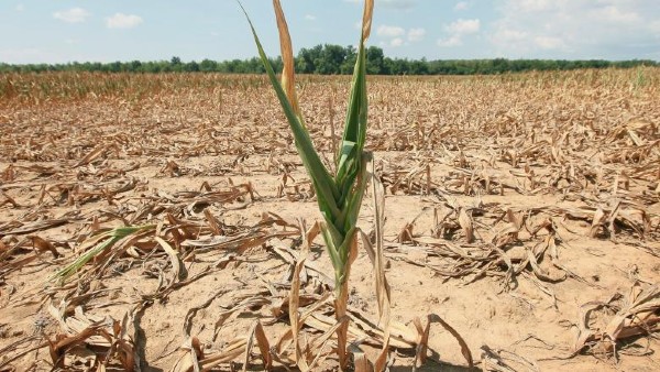 Oros: Romania se confrunta cu cea mai puternica seceta din ultimii 50-60 de ani