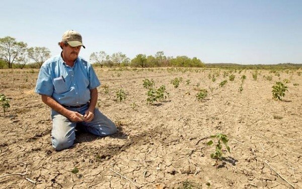 Agricultorii estimeaza pierderi de 50% la culturile de cereale, din cauza secetei. Guvernul promite despagubiri