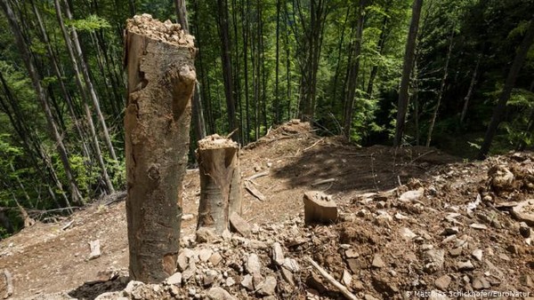 Atentie: Orice cantitate de lemn taiata din padurile Romaniei va fi considerata infractiune