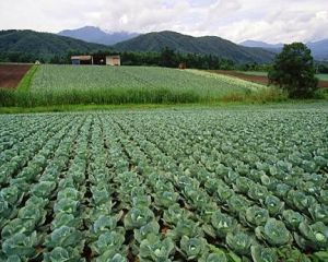 Sprijin financiar de la Guvern pentru sectoarele vegetal si zootehnic