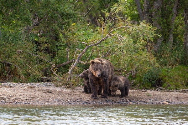 Romania isi numara ursii cu ajutorul probelor ADN si va hrani cu drona exemplarele care vor fi relocate din habitatul natural