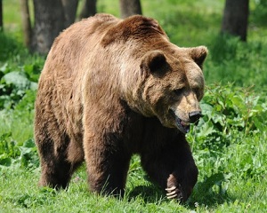 In Romania traiesc mai mult de jumatate din ursii Europei